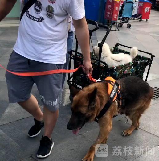 追忆我们的朋友功勋搜救犬沈虎 愿在天堂没有病痛 要强的沈虎不愿意坐在车里