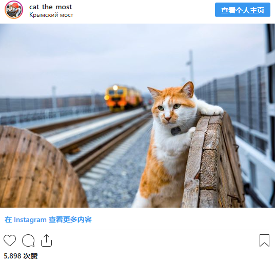 普京叹克里米亚大桥是个美人 坐火车过桥比开车