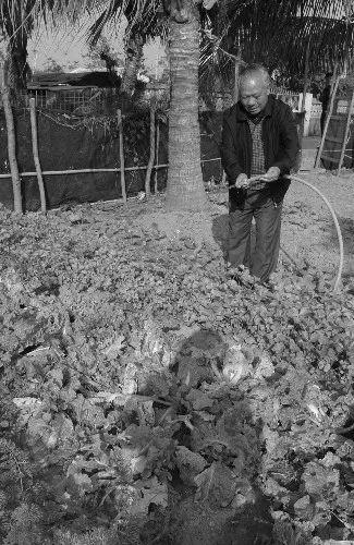  陈苏厚给蔬菜浇水