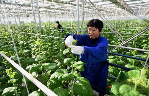 12��11�գ��ӱ�ʡ�Ϻ��ؼ�����һ���ִ�ũҵʾ��԰���������ǻ������ڹ������»������ ���� ��