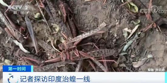 蝗虫经过颗粒无收 印度治蝗成果如何?