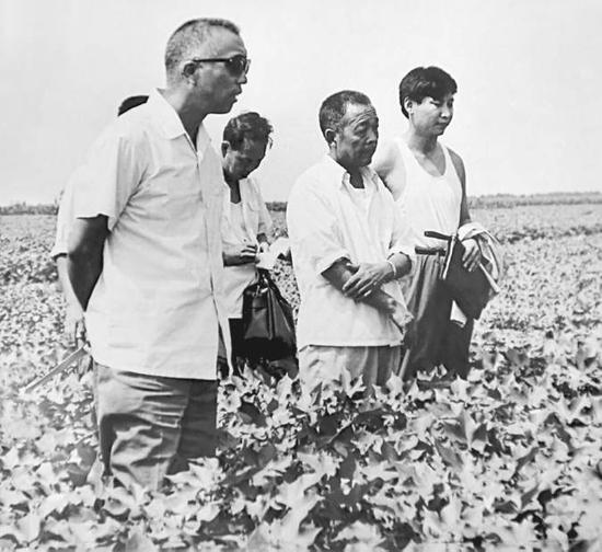  图说：1983年8月9日，当时在正定工作的习近平轻车简从到田间地头查看棉花生产情况。资料图片