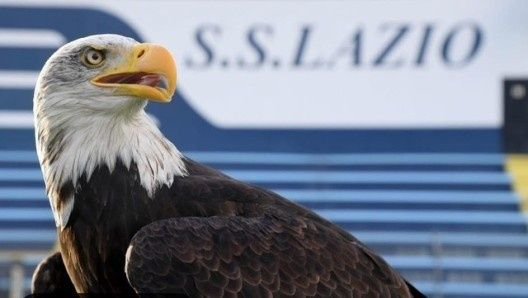 米体：拉齐奥将重启主场放飞雄鹰仪式，将由新任驯鹰师负责训练