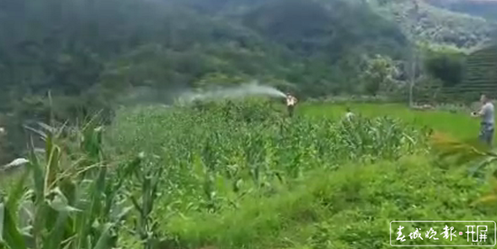 蝗虫大军入境波及云南3州5县 未来几日或扩散蔓