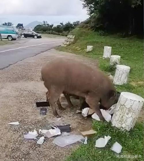 观察者网:香港禁止堂食后 街道垃圾太多老鼠频繁
