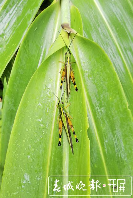 蝗虫大军入境波及云南3州5县 未来几日或扩散蔓