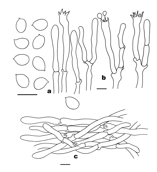 ▲  白盖鸡油菌显微结构图（FHMU1987，主模式） a。担孢子；b。 担子；c。 菌盖表皮