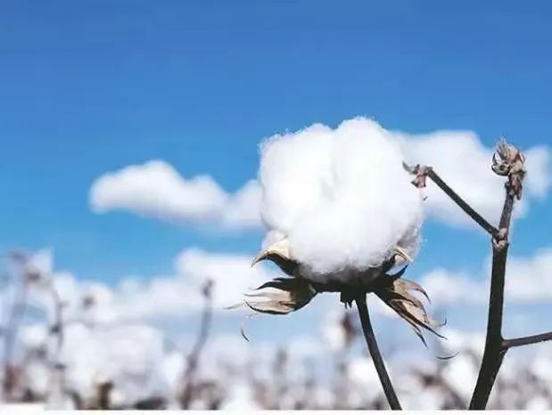 新疆棉花（图源：网络）
