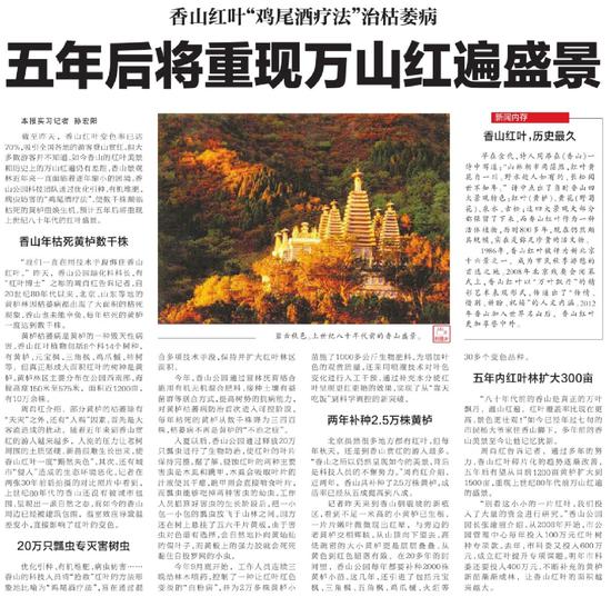 香山观叶可追溯至金代 杨朔这篇文章让它声名鹊起 2013年10月29日北京日报的报道