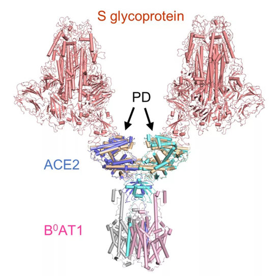 西湖大学成功解析新冠病毒细胞受体的空间结构