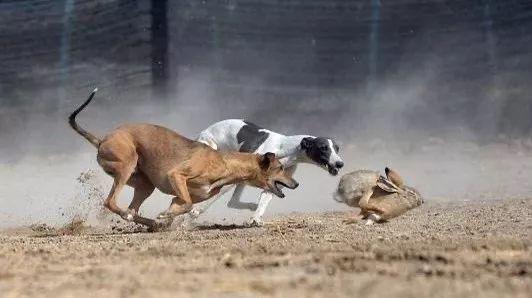 “细狗猎兔”资料图