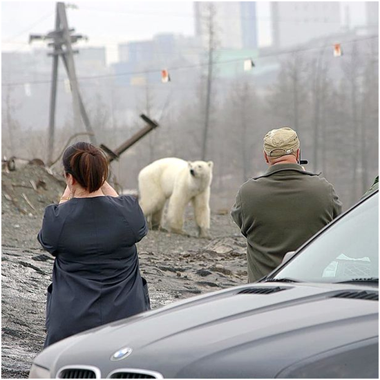 诺里尔斯克市的市民纷纷拍摄这只北极熊 图源：《镜报》