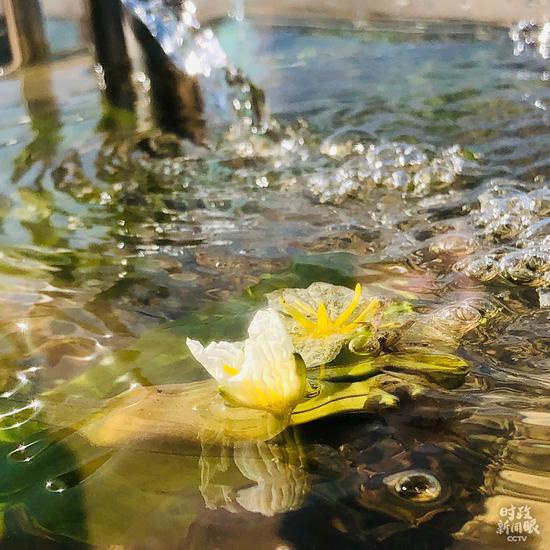△考察现场摆放了模拟滇池生态的生态缸，一朵海菜花刚刚开放。随着生态环境改善，消失多年的海菜花等水生植物重现滇池。（总台央视记者彭汉明拍摄）
