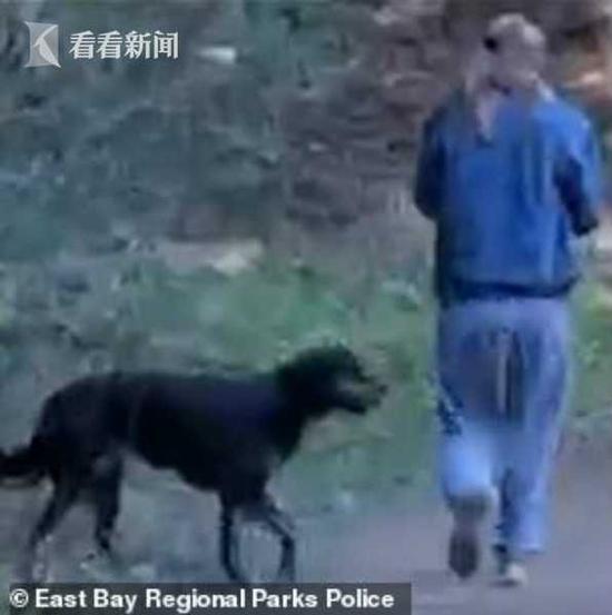 宠物狗欲袭击路人被喷胡椒粉女主人上演人咬人 慢跑者 阿尔玛 宠物狗 新浪新闻
