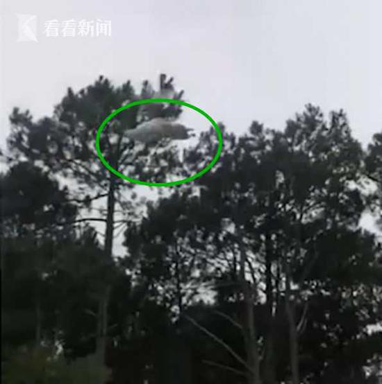 直升机飞过豪宅抛下“死羊”正坠泳池 富商：变