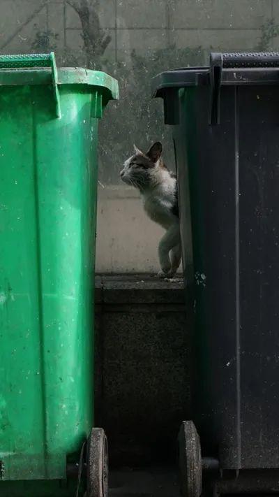  3月11日，封城之后，一家尚在营业的酒店楼下，流浪猫在垃圾桶旁觅食。中青报·中青网记者李强/摄