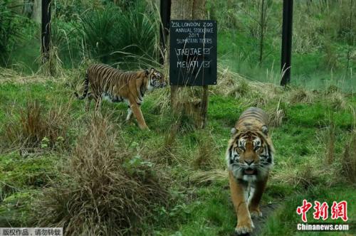 资料图片：10岁的雌虎玛拉提（左）是伦敦动物园的长期成员。