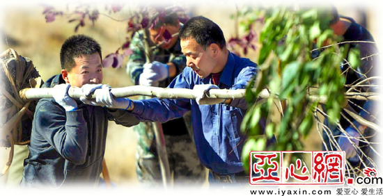 近日,乌市沙依巴克区在雅玛里克山开展了2018年秋季“树上山”义务植树活动。图为雅山上有些地方坡度较陡,大家齐心协力肩扛树苗上山。记者马元摄