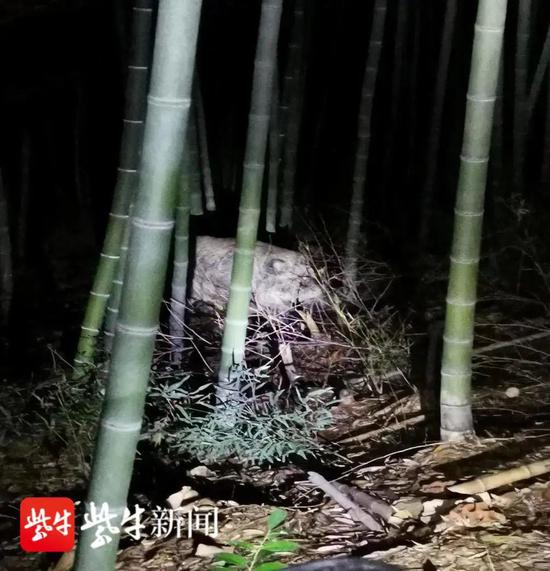 闯入酒店温泉还攻击游客！已击毙