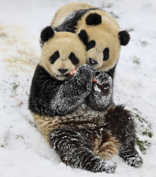 比利时大熊猫“天宝”咬伤工作人员 原因不明正调查