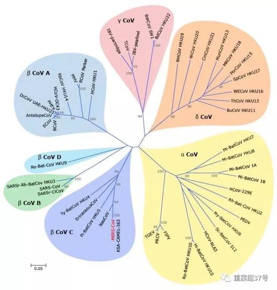  ▲冠状病毒系统发生树。来源：微信公众号“ 中国疾控动态”