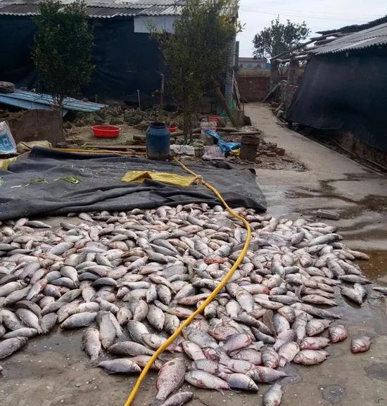 刘小红从隔壁运来滞销的鱼喂鸭