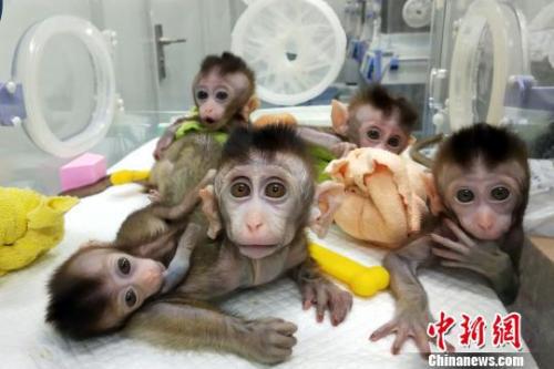 中国科学家通过体细胞克隆技术，获得5只BMAL1基因敲除的克隆猴。　中科院神经科学研究所　摄