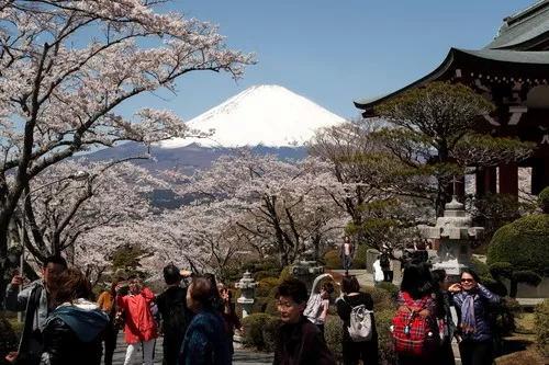 4月9日，在日本静冈县御殿场，游客观赏富士山和樱花。新华社/欧新