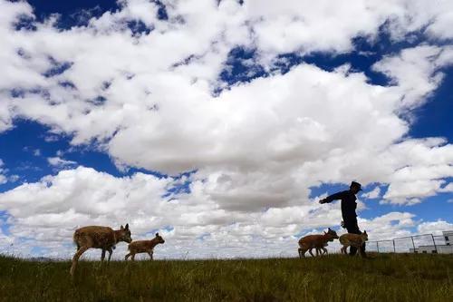 可可西里索南达杰保护站藏羚羊救护中心里的小藏羚羊。新华社记者张宏祥摄