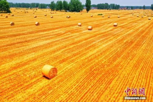 资料图：皖北平原小麦种植区。刘浩 陈杰 摄