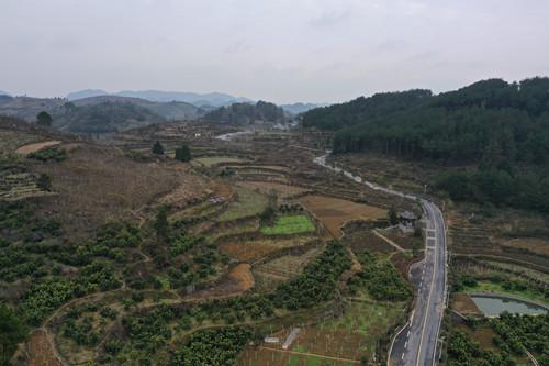 图2.湖南菖蒲塘村漫山遍野柚子林