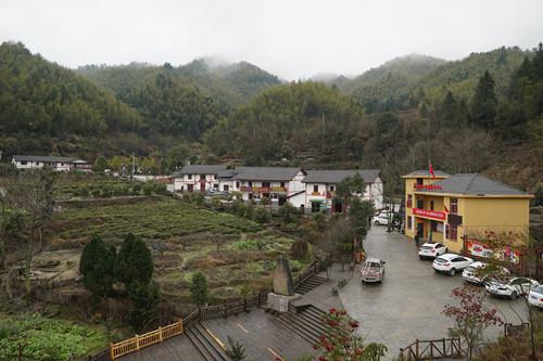 图3.江西神山村毛竹资源丰富