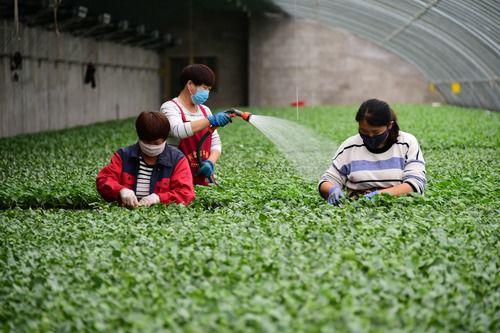 �ӱ�������һ�������ҵ���صĹ��������������ڹ�����5��4���㣩�������ػ����ؿ���ҵ��ƶ���������ӵ��ز�ҵ���ƣ�ͳ��Э��ƶ�������÷�ƶ�ʽ�����ִ���ʩũҵ���أ�����Ⱥ����ƶ���ա��»������ ���� ��