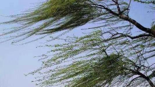 天津大风预警升级局地可达11级还有扬沙