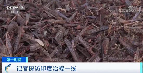 蝗虫经过颗粒无收 印度治蝗成果如何?