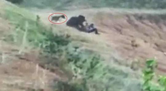 印度男子不听朋友劝告执意与熊自拍被咬死 图 含视频 手机新浪网