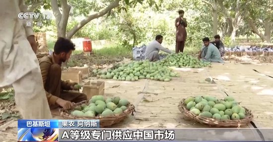 伟大征程丨一枚香甜芒果见证共建“一带一路”发展成效