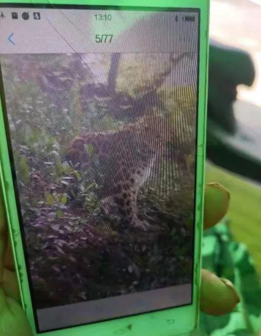 祝师傅拍摄的豹子。图/视频截图