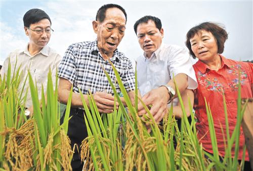 在广西桂林市灌阳县黄关镇联德村超级稻生产基地，袁隆平（左二）在查看超级水稻生长情况（2013年8月19日摄）。 新华社记者 陆波岸摄