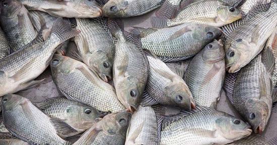 肯尼亚市场上的中国鱼 图自非媒