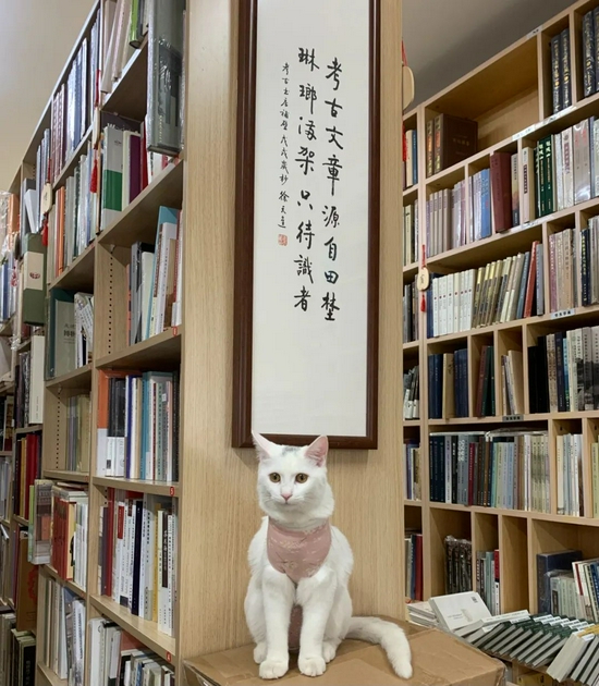 空荡荡的书店里，没有一个读者，只有一只猫。书店提供