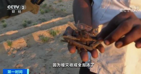 蝗虫经过颗粒无收 印度治蝗成果如何?