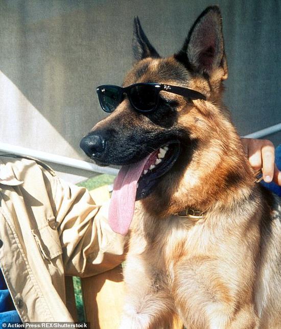  名为巩特尔四世的德国牧羊犬位列宠物富豪榜榜首。（每日邮报）