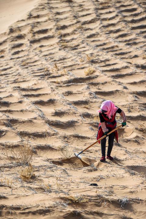  2020年4月2日，工人在阿拉善左旗腾格里沙漠种植花棒。新华社记者 连振 摄