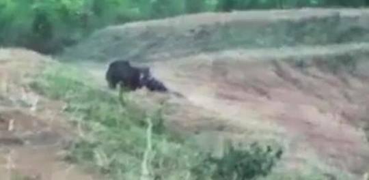 印度男子不听朋友劝告执意与熊自拍被咬死 图 含视频 手机新浪网