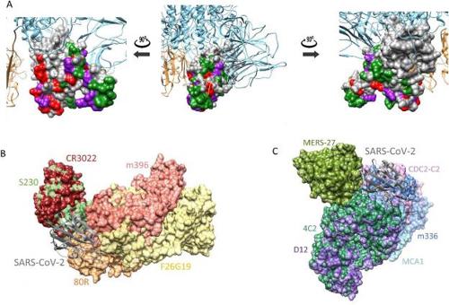 图片上方为新冠病毒的刺突蛋白结构，下方左侧和右侧分别是非典（SARS）和中东呼吸综合征（MERS）的刺突蛋白结构（韩联社）
