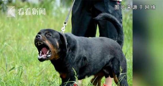 恶犬伤人:壮年男子遭3条恶犬疯狂撕咬 伤人犬只仍在寻找中