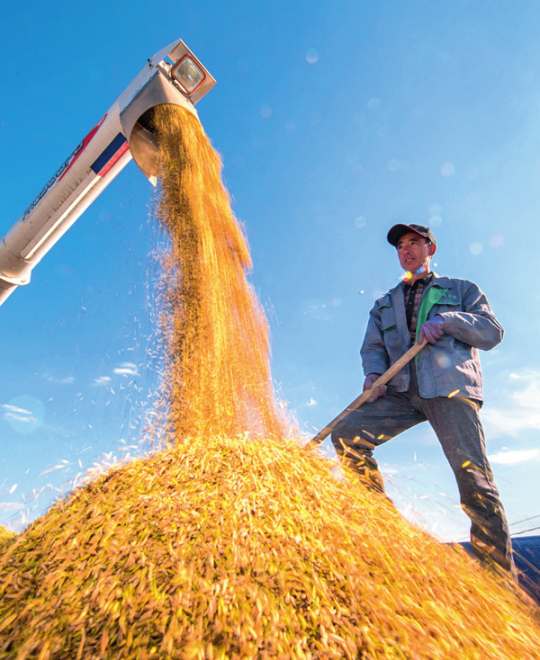  2018 年 9 月 17 日，吉林省吉林市一拉溪镇，农民在整理收获的水稻。许畅摄 / 本刊