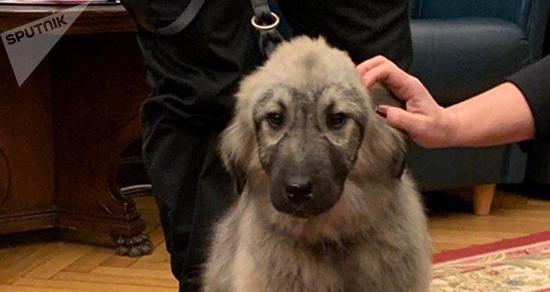 塞尔维亚总统送给普京一只名叫“帕沙”的小狗。（俄罗斯卫星通讯社）