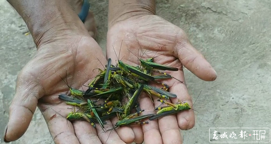 蝗虫大军入境波及云南3州5县 未来几日或扩散蔓